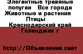 Элегантные травяные попугаи - Все города Животные и растения » Птицы   . Краснодарский край,Геленджик г.